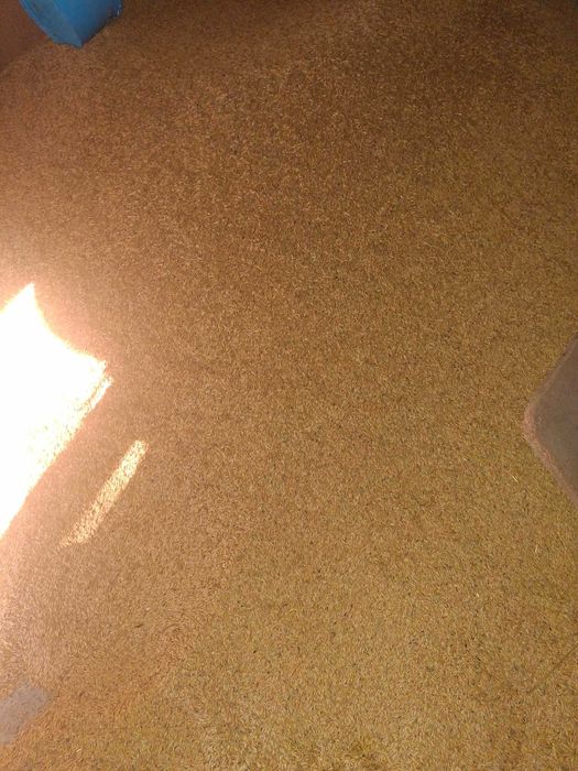 Owies wiosenny około 2 ton