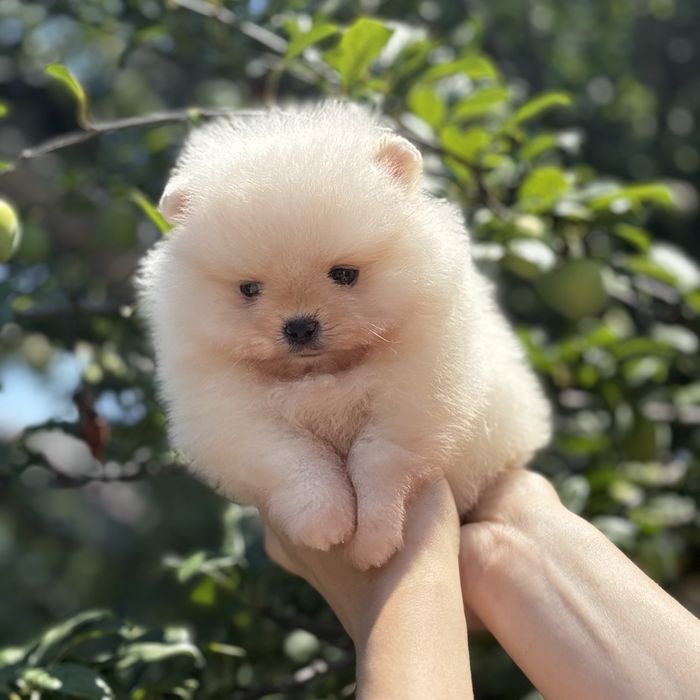 ляльковий Ведмедик шок классу.