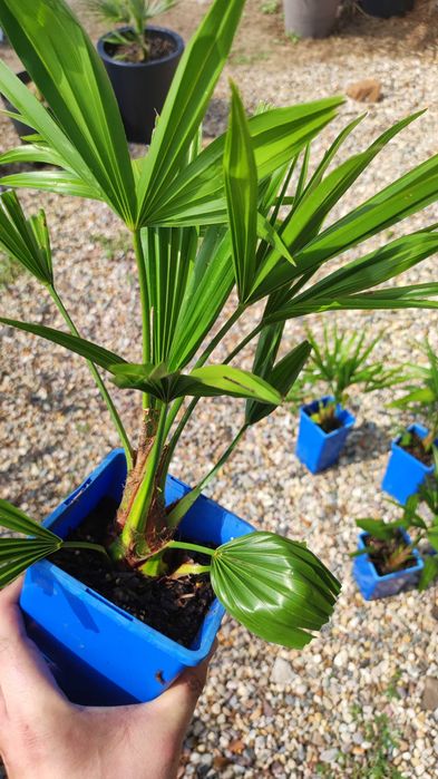 Trachycarpus Bułgaria 2 szt.