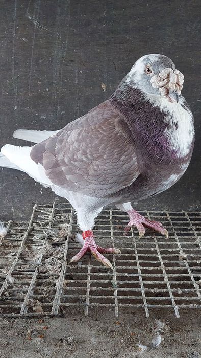 Golebie staropolskie