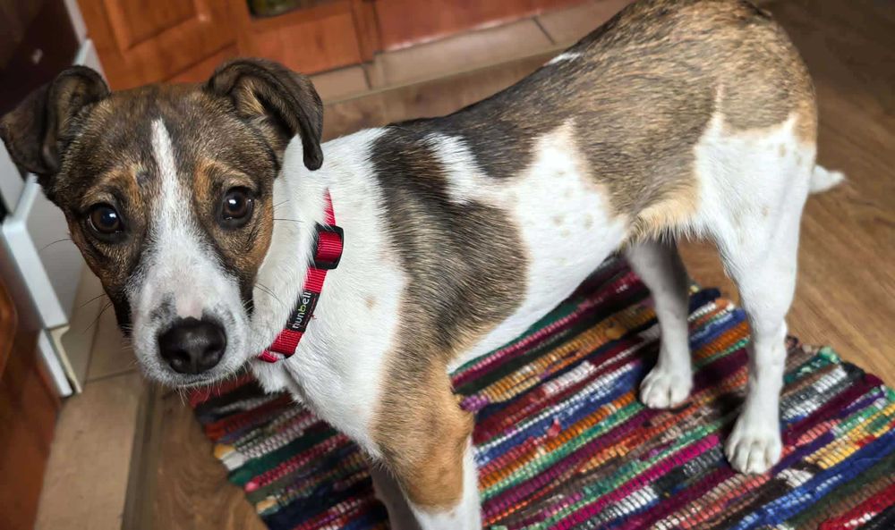 Urocza Tereska szuka domku!