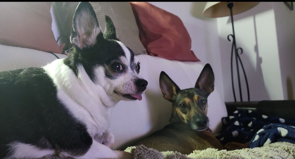 Hospedagem Familiar de Cães Casa das Patinhas  (Ambiente Seguro e