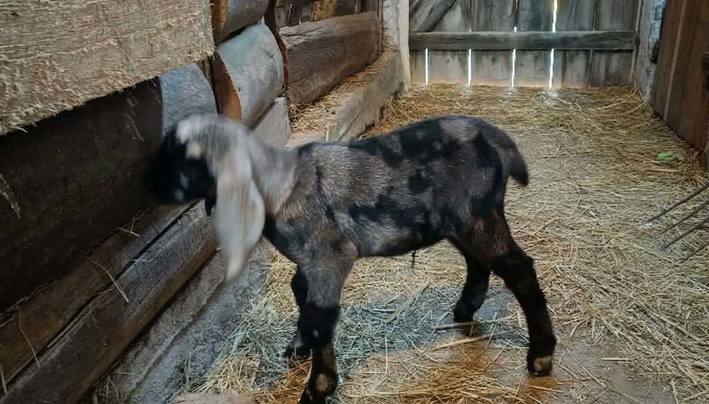 Koziołek Anglonubijski