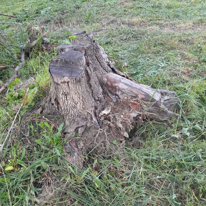 Oddam karpy z drewna jesoinowego