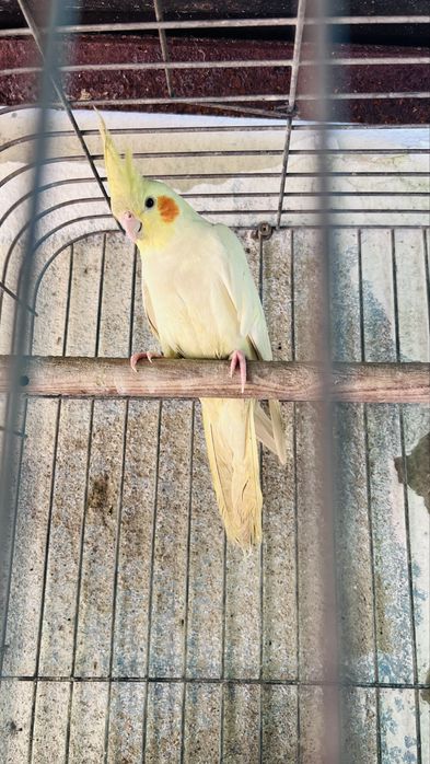 Vende se caturas