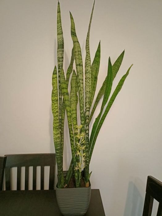 sansevieria kwiatek