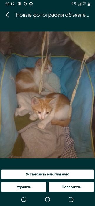 Гарнi  кошенята в добрi руки 5мiс