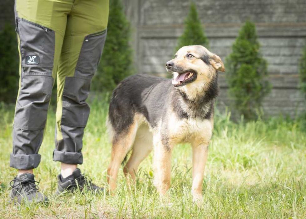 019310 Camelia do adopcji