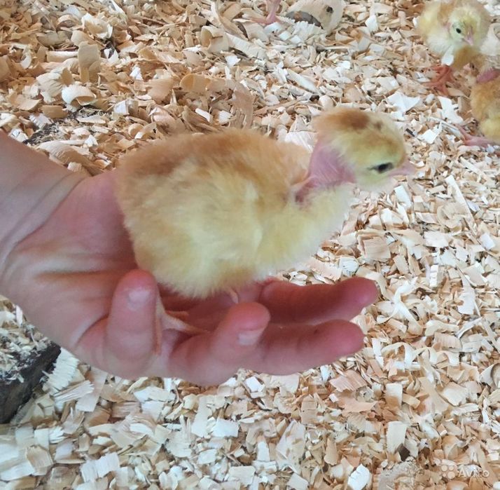 Цыплята Бройлер,Яичные,Мясояичные