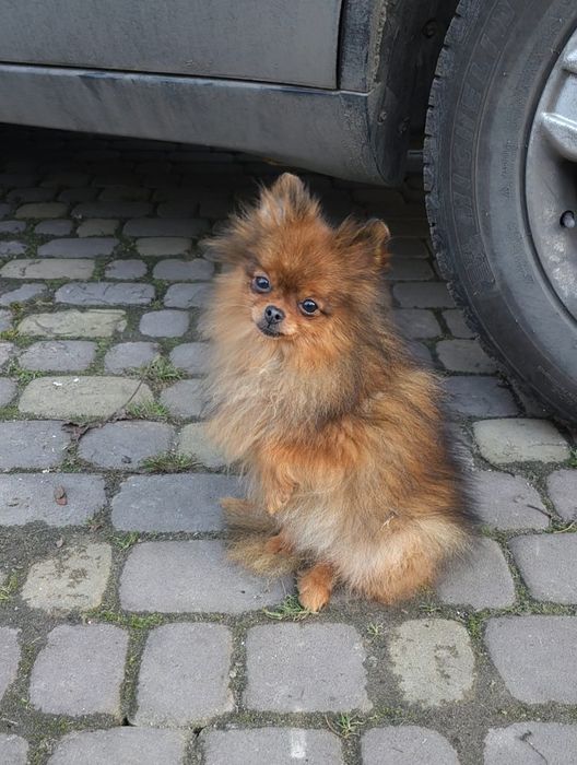 Шпіц дівчинка оранж