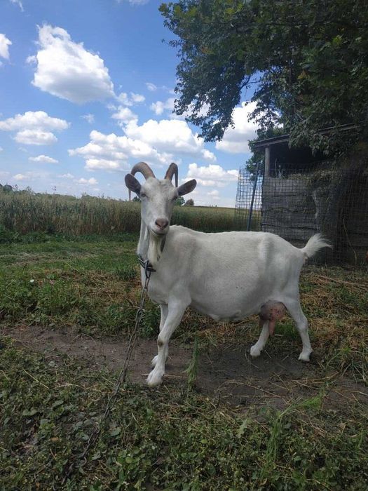 Продам козу Зааненської породи