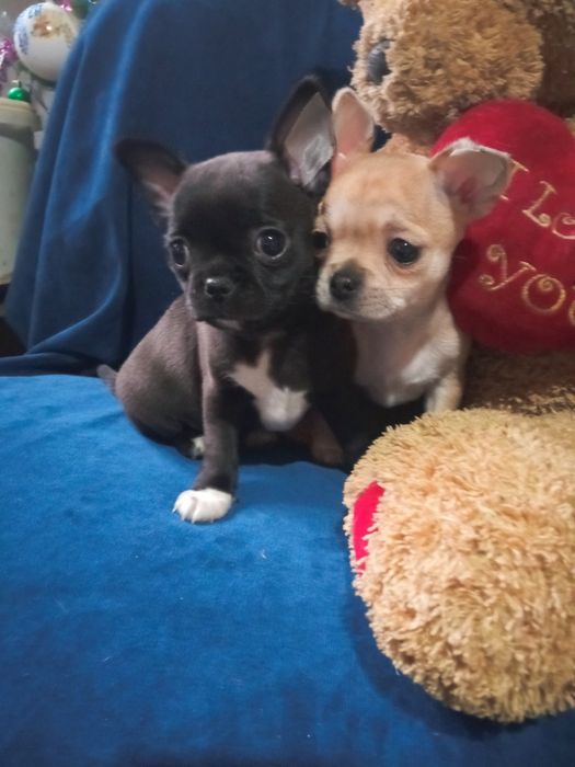 Питомник чихуахуа ,"Bright Star"