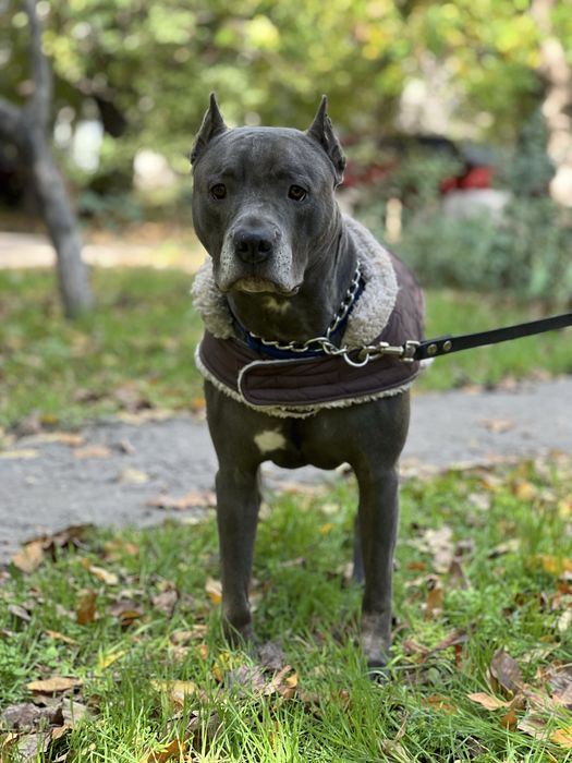 Вязка стаф кобель