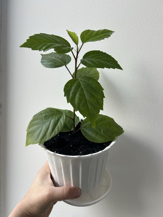 Вазон Китайська роза