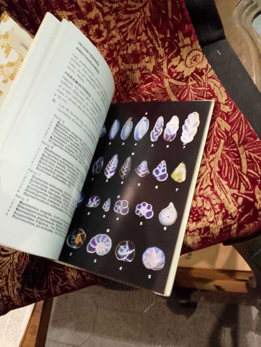 Les Fossiles - Hans Werner Rothe