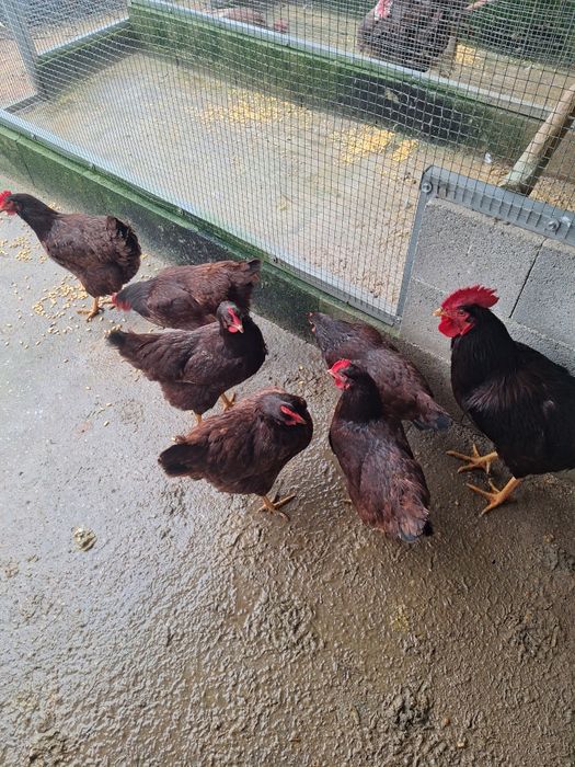 Ovos de Rhode Island Red