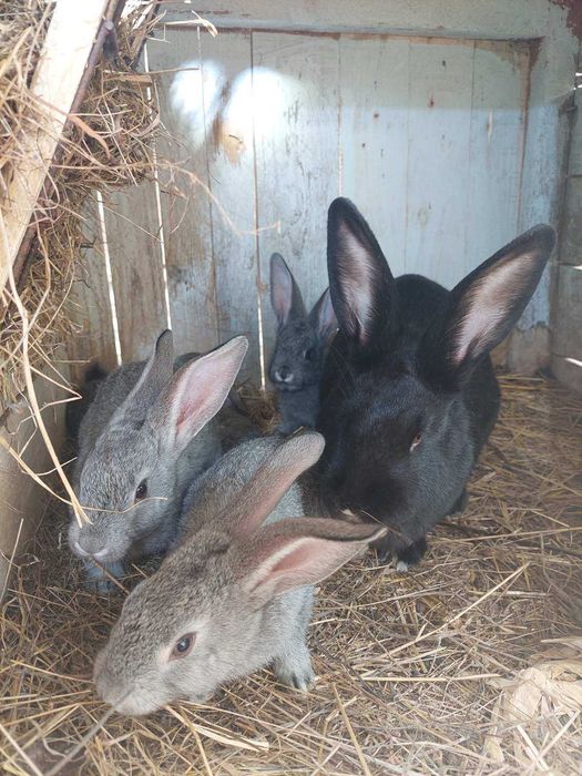 Кролики (молодняк)