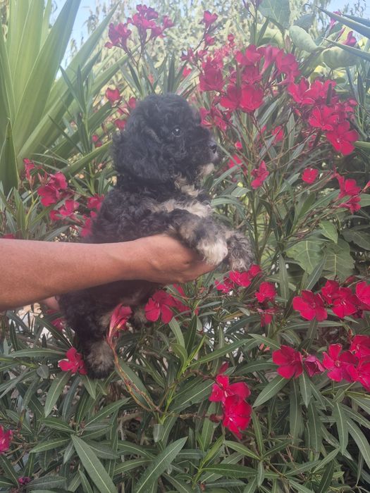 Caniche preto branco