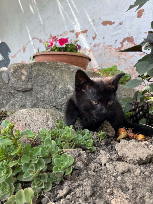 oddam kociczke w dobre ręce samodzielna, rob