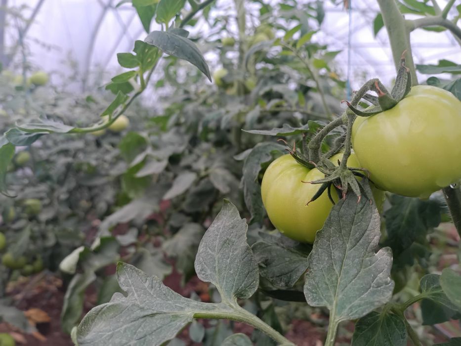Продаж діючого тепличного бізнесу
