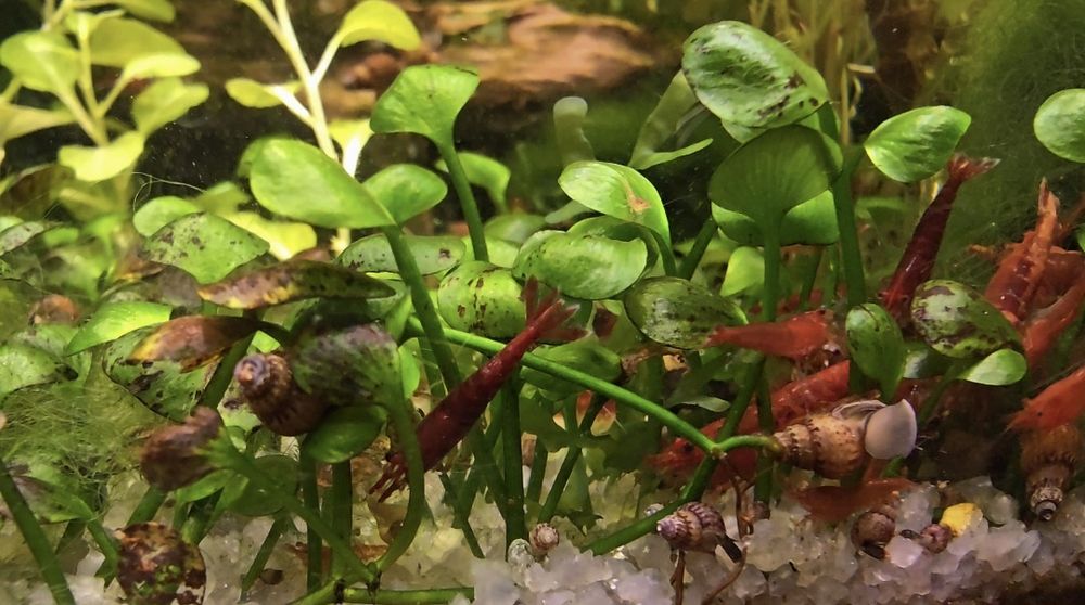 Гуппи много чистых линии