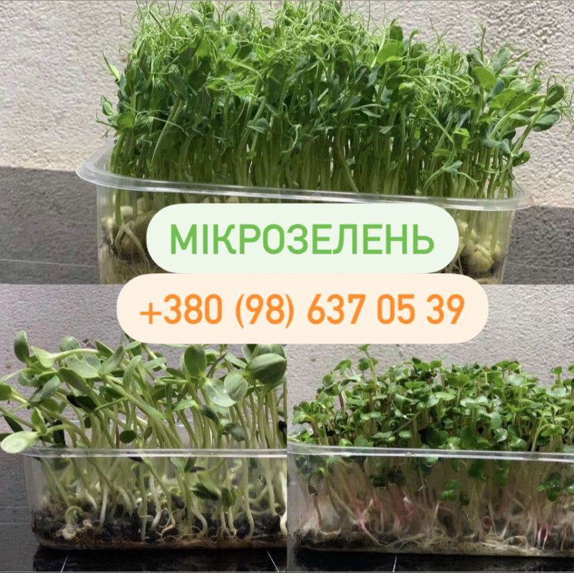 Мікрозелень, мікрогрін, микрозелень, микрогрин: 35 грн. - Продукти ...