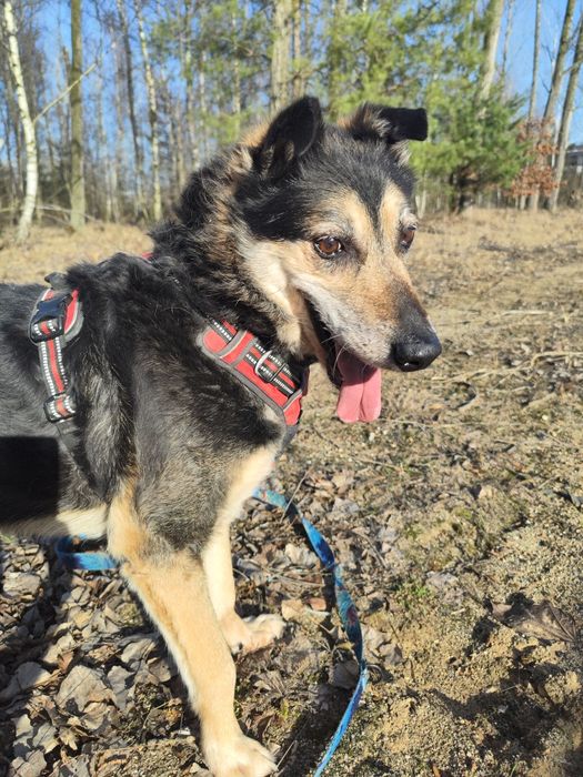 Bosman od 3 lat czeka na dom w schronisku