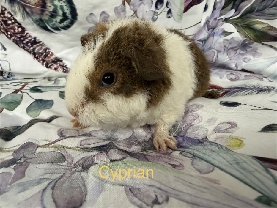 Świnki Morskie - US Teddy, Hodowla CCP