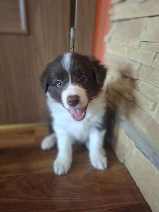 Border Collie piesek szczeniak brązowo-biały:-)