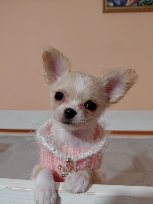 Чіхуахуа міні, чихуахуа