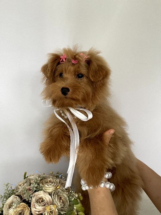 Помапу — Не зволікайте  таких залишилось лише 3!