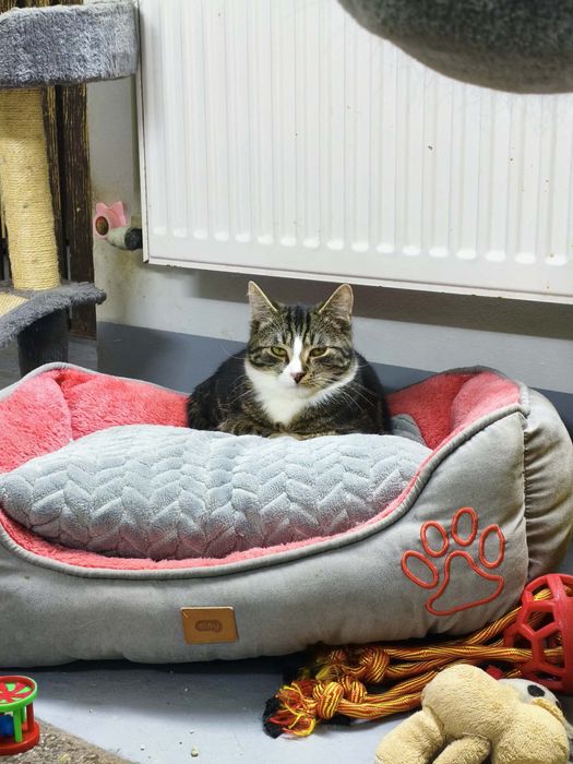 Kto przygarnie kociaka Jerrego?