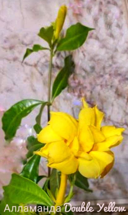 Діпладенія аламанда Double Yellow