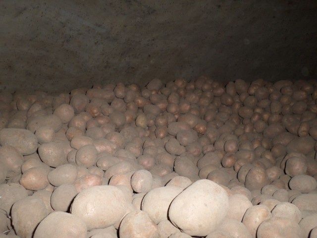 Продам картоплю.