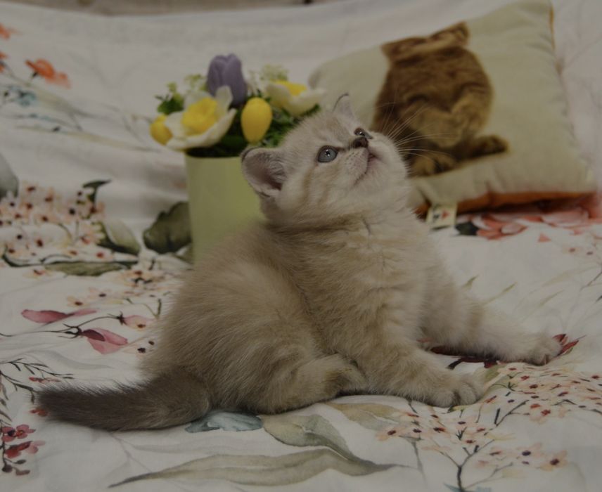 Котята шотландські