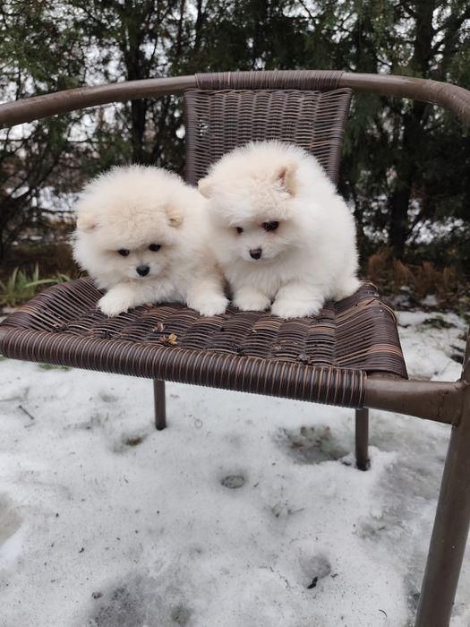 Гарненькі Дівчатка Міні!
