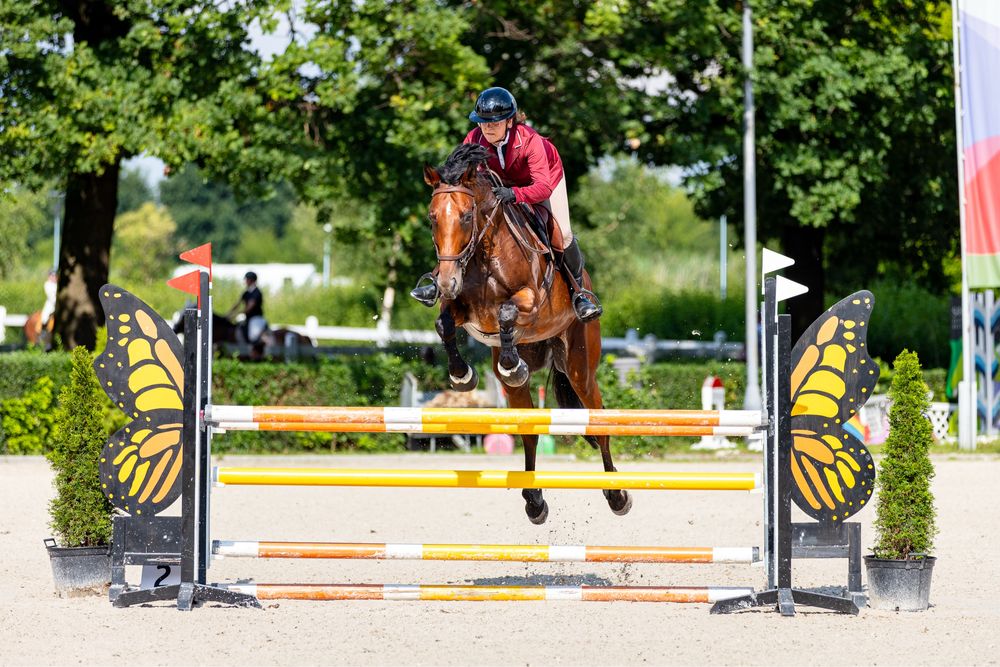 Idealna klacz do wprowadzenia w swiat sportu i do startow