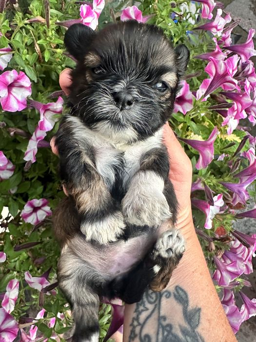 Shih tzu  czekaja :)