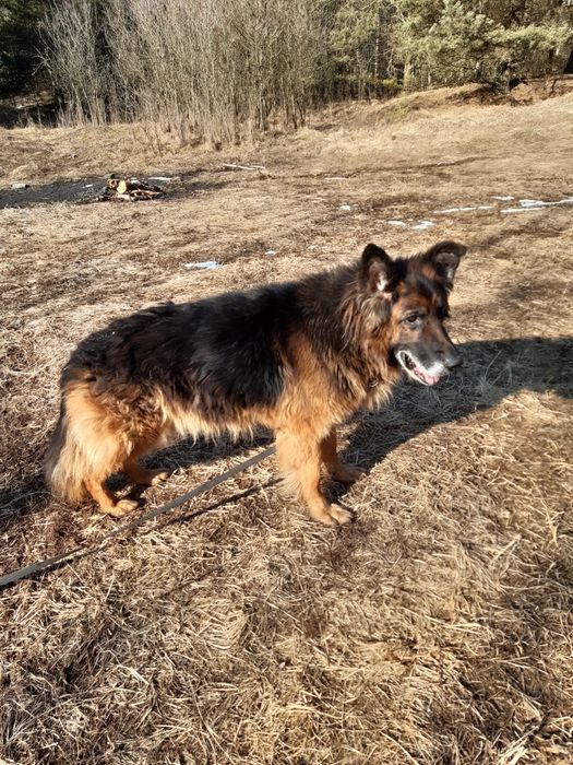 Śliczny starszy  owczarek niemiecki Dior do adopcji że schroniska .