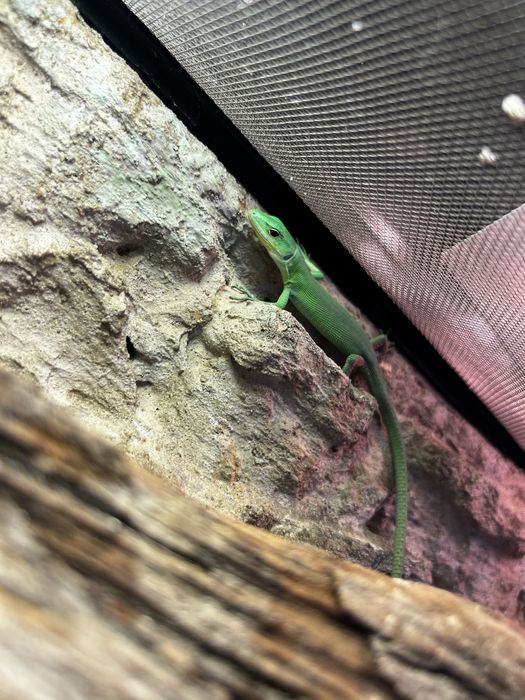Jaszczurka Gastropholis praisna młody samczyk