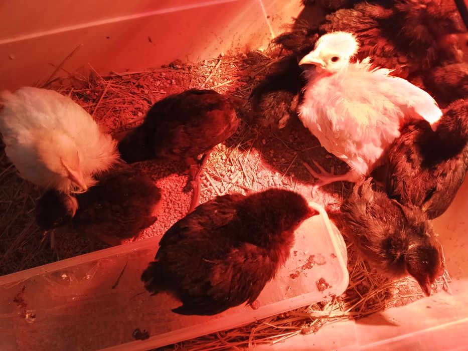 Jaja lęgowe kurek niosek