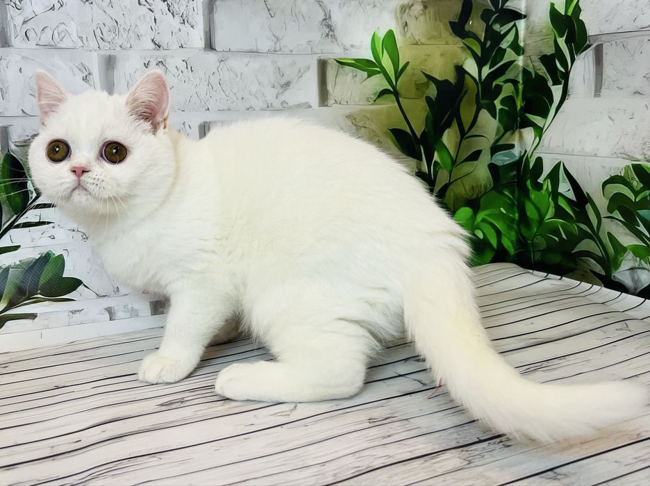 Біла кішка шотландської породи