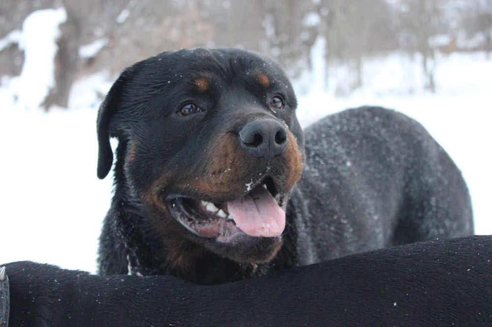 В'язка ротвейлера хлопчик