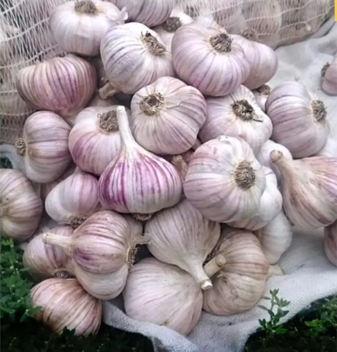 Часник / чеснок опт / розница