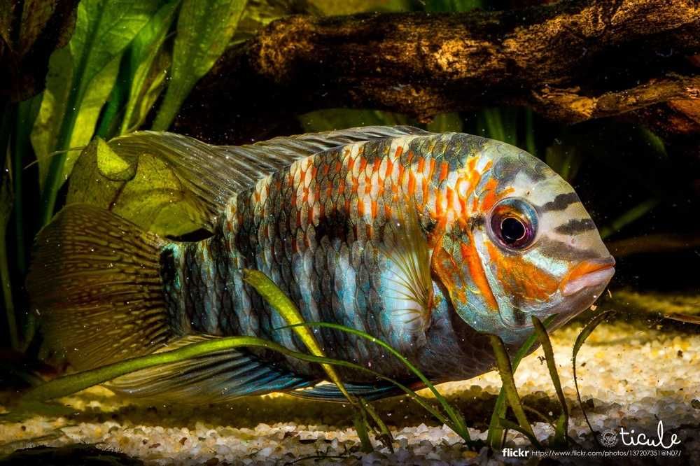 Krobia xinguensis pielęgnica z Rio Xingu - młode 2-4cm