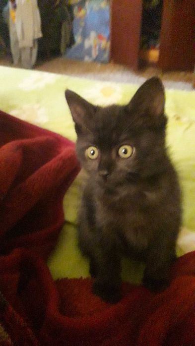 Віддам 2х кошенят.