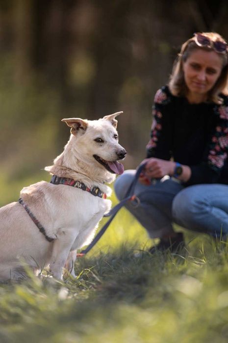 RATUNKU dla Cheeriosa! Szukamy domu lub domu tymczasowego
