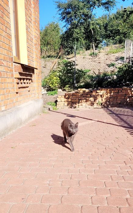 віддам кота в добрі руки