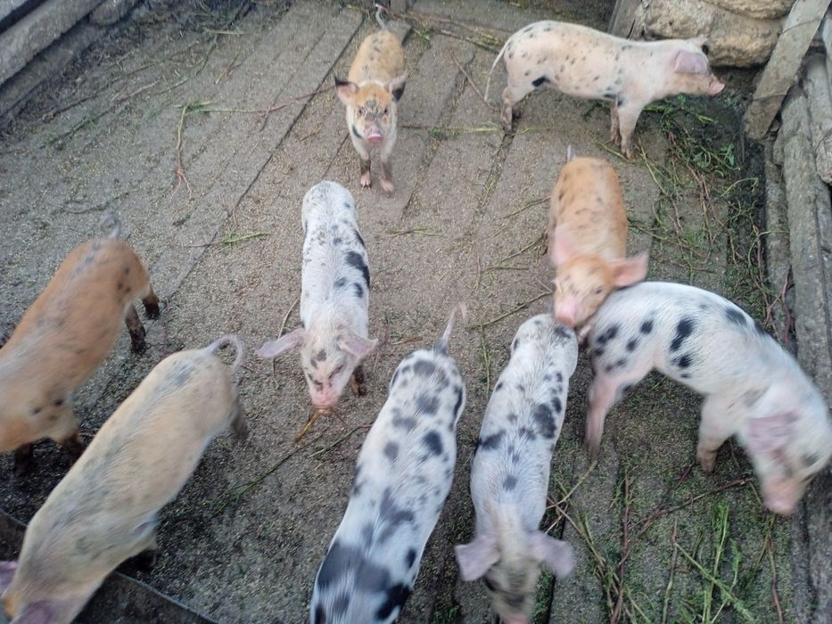 Продам поросят 1,5 місяців