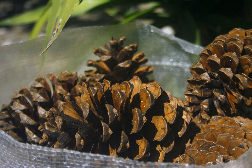 Saco(s) de pinhas aprox. 7kg